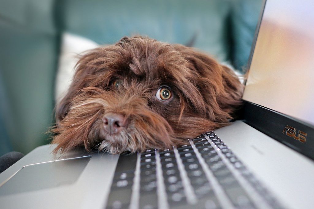 Hond op laptop