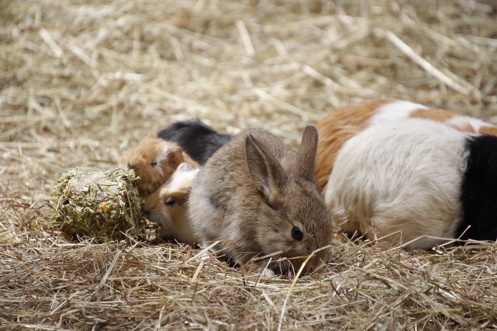 Cavia's en konijnen samen houden